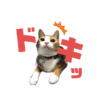 猫のりん3（個別スタンプ：14）