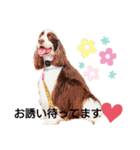 スプリンガースパニエル WOODS Jr.（個別スタンプ：6）