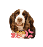スプリンガースパニエル WOODS Jr.（個別スタンプ：12）