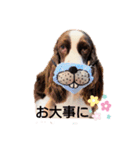 スプリンガースパニエル WOODS Jr.（個別スタンプ：13）