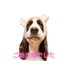 スプリンガースパニエル WOODS Jr.（個別スタンプ：14）
