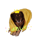 犬 コト（個別スタンプ：3）