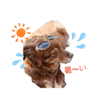 犬 コト（個別スタンプ：4）