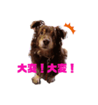 犬 コト（個別スタンプ：5）