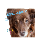 犬 コト（個別スタンプ：6）
