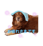 犬 コト（個別スタンプ：7）