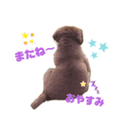 犬 コト（個別スタンプ：8）