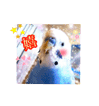 セキセイインコ☆カボチャン【写真】（個別スタンプ：2）