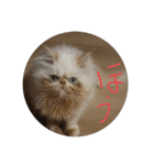 Meyにゃん2（個別スタンプ：8）