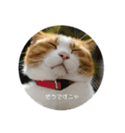 はじめてのぼんやりしたスタンプ（個別スタンプ：1）