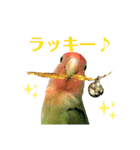 感情丸出しコザクラインコ（個別スタンプ：1）