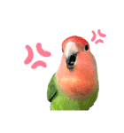 感情丸出しコザクラインコ（個別スタンプ：3）