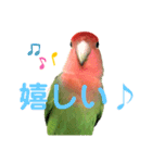 感情丸出しコザクラインコ（個別スタンプ：5）