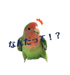 感情丸出しコザクラインコ（個別スタンプ：6）