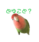 感情丸出しコザクラインコ（個別スタンプ：7）