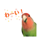 感情丸出しコザクラインコ（個別スタンプ：8）