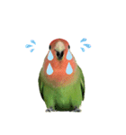 感情丸出しコザクラインコ（個別スタンプ：9）