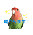 感情丸出しコザクラインコ（個別スタンプ：11）