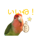 感情丸出しコザクラインコ（個別スタンプ：12）