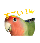 感情丸出しコザクラインコ（個別スタンプ：13）