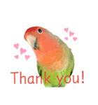 感情丸出しコザクラインコ（個別スタンプ：14）