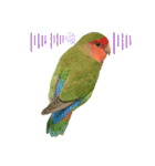 感情丸出しコザクラインコ（個別スタンプ：15）