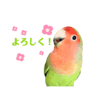 感情丸出しコザクラインコ（個別スタンプ：16）