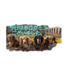 HIRAME2021（個別スタンプ：2）