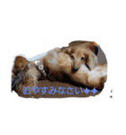 HIRAME2021（個別スタンプ：14）