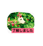 まるらむ（個別スタンプ：5）