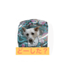 まるらむ（個別スタンプ：6）
