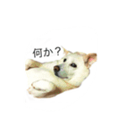 まるらむ（個別スタンプ：7）
