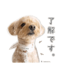 Kinaco.のスタンプ（個別スタンプ：2）