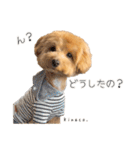 Kinaco.のスタンプ（個別スタンプ：7）
