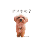 Kinaco.のスタンプ（個別スタンプ：9）