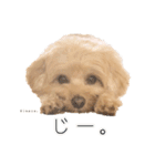Kinaco.のスタンプ（個別スタンプ：19）