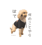 Kinaco.のスタンプ（個別スタンプ：20）