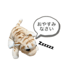 ぬいぐるみスタンプ とらお1（個別スタンプ：8）
