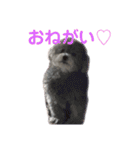 ぐりあぽ（個別スタンプ：5）