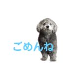 ぐりあぽ（個別スタンプ：6）