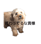 ぐりあぽ（個別スタンプ：10）