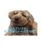 ぐりあぽ（個別スタンプ：19）