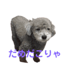 ぐりあぽ（個別スタンプ：23）