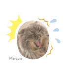 Maaaaaaaaarquis（個別スタンプ：2）