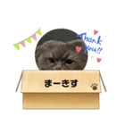 Maaaaaaaaarquis（個別スタンプ：3）