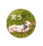 シラン20（個別スタンプ：8）