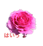 私のバラ（個別スタンプ：13）