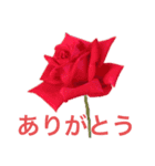 私のバラ（個別スタンプ：18）