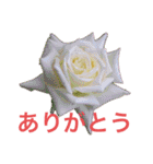 私のバラ（個別スタンプ：19）
