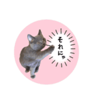 だいすきごまちゃん！2（個別スタンプ：2）